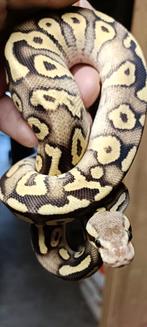 1.0 Koningspython - Ballpython - Python Regius, Dieren en Toebehoren, Slang, 0 tot 2 jaar