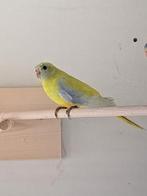 Turquoisine 0-1 Dilute donder groen, Dieren en Toebehoren, Vogels | Parkieten en Papegaaien, Vrouwelijk, Parkiet