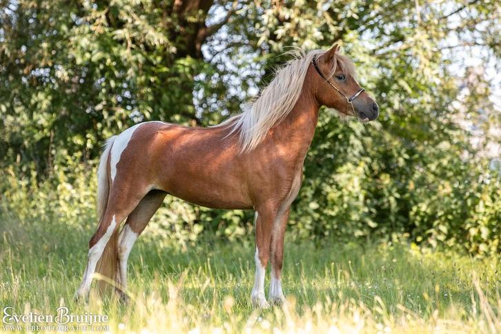 Prachtige nmprs fokmerrie, Dieren en Toebehoren, Paarden en Pony's | Dekhengsten en Fokmerries, Merrie