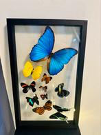 10 prachtige vlinders in lijst o.a. Morpho Didius uit Peru, Verzamelen, Dierenverzamelingen, Ophalen of Verzenden