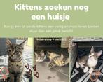 Kittens, Dieren en Toebehoren, Katten en Kittens | Raskatten | Langhaar