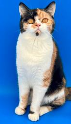 Brits Korthaar Kittens met STAMBOOM, Dieren en Toebehoren, Katten en Kittens | Raskatten | Korthaar, Meerdere dieren, Met stamboom