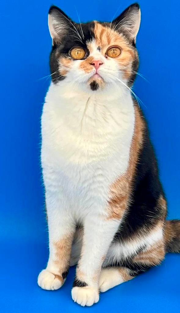 Brits Korthaar Kittens met STAMBOOM, Dieren en Toebehoren, Katten en Kittens | Raskatten | Korthaar, Meerdere dieren, 0 tot 2 jaar