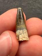 Zwarte Spinosaurus tand - 2,5cm, Ophalen of Verzenden, Fossiel