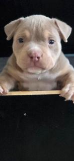 Micro Extreme Bully Pup – Lilac Tri – Te Koop, CDV (hondenziekte), 8 tot 15 weken, Eén hond, Nederland