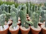 Open dag zaterdag 12 JULI  Caudex en 25000m2 cactus plezier, Overige soorten, Ophalen of Verzenden, In pot, Minder dan 100 cm