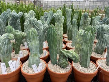 Open dag zaterdag 5 JULI  Caudex en 25000m2 cactus plezier  beschikbaar voor biedingen