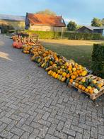 Pompoenen van eigen land - Onbespoten!, Ophalen, Volle zon, Groenteplanten, Eenjarig