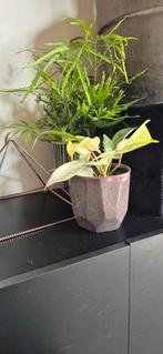 Philodendron Florida Ghost, Huis en Inrichting, Kamerplanten, Overige soorten, Minder dan 100 cm, Ophalen of Verzenden, Halfschaduw