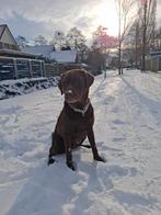 Mooie ervaren, gezonde labrador dekreu, Reu, Eén hond, 3 tot 5 jaar, HCC (leverziekte)