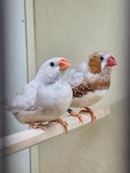 Koppel isabel zebravinken, Meerdere dieren, Tropenvogel, Geringd