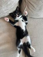 Lieve kitten opzoek naar een huisje, Dieren en Toebehoren, Meerdere dieren, Ingeënt, 0 tot 2 jaar