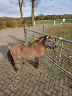 Grullo dekhengstje, Dieren en Toebehoren, Hengst