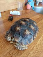 Te koop sulcata, Dieren en Toebehoren, Reptielen en Amfibieën, Schildpad, Met terrarium, 3 tot 6 jaar