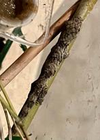 Eurydactylodes vieillardi, Dieren en Toebehoren, Reptielen en Amfibieën, Amfibie, 0 tot 2 jaar