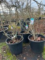 Magnolia Stellata Rosea - 25 liter pot, Vaste plant, Halfschaduw, Lente, Ophalen
