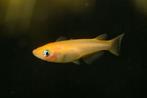 Oranje Japanse rijstvis, Medaka, mini-koi, Dieren en Toebehoren, Vissen | Aquariumvissen, Vis, Zoetwatervis, Schoolvis