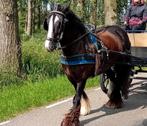 Super Mooi mentuig cob, Dieren en Toebehoren, Ophalen of Verzenden, Overige soorten