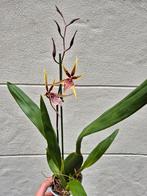 Orchidee Brassia Geurend p12 (9)