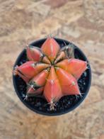 Cactus Gymnocalycium Mihanovichii p8 (12), Ophalen of Verzenden, Cactus, Volle zon, Minder dan 100 cm