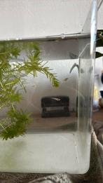 Gratis guppies, Dieren en Toebehoren, Ophalen, Nieuw