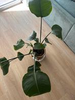 Kamerplant met pot, Ophalen, Overige soorten, Minder dan 100 cm