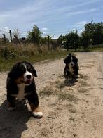 Berner sennen, België, Parvo, Particulier, Meerdere
