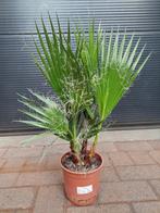 Washingtonia Robusta - Mexicaanse Waaierpalm H: 65 cm, Tuin en Terras, Planten | Bomen, Bloeit niet, Minder dan 100 cm, Palmboom