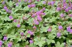 Tuinplant rotsooievaarsbek geranium roze/paars, Tuin en Terras, Planten | Tuinplanten, Ophalen, Bodembedekkers, Vaste plant, Halfschaduw