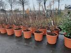 Hydrangea paniculata limelight   80/100 zeer mooie grote, Tuin en Terras, Planten | Tuinplanten, Ophalen of Verzenden