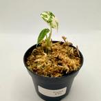 Alocasia Frydek Variegata, Huis en Inrichting, Kamerplanten, Verzenden, Halfschaduw, Minder dan 100 cm