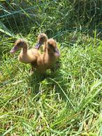3 indische loopeend pulletjes, Dieren en Toebehoren, Geslacht onbekend, Eend