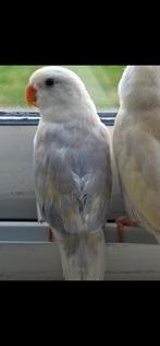 Agapornis (mannetje) mag weg, Mannelijk, Dwergpapegaai of Agapornis, Tam