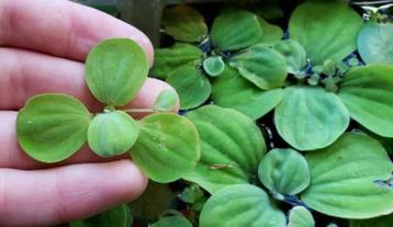 Dwerg watersla | aquarium plant beschikbaar voor biedingen