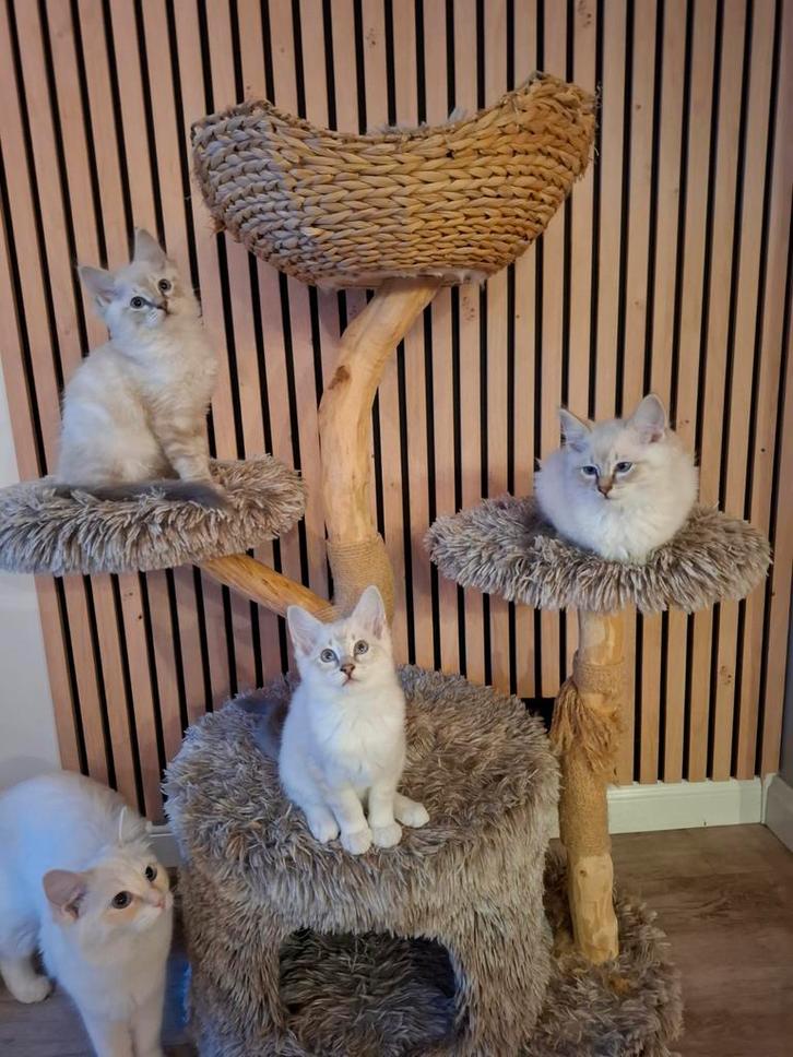 Nog 3 lieve Ragdoll kittens beschikbaar (mogen al verhuizen), Dieren en Toebehoren, Katten en Kittens | Raskatten | Korthaar, Meerdere dieren