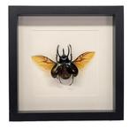 Eupatorus gracilicornis kever passe partout lijst 25x25 cm, Verzamelen, Dierenverzamelingen, Ophalen of Verzenden, Nieuw, Insect