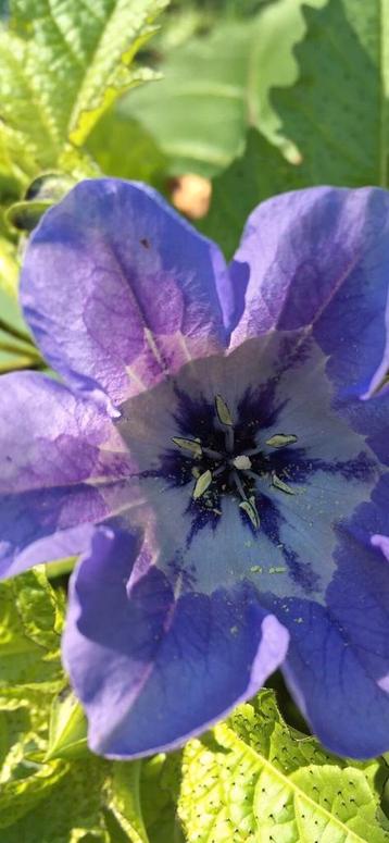 Te koop tuinplant Nicandra physalodes Zegekruid beschikbaar voor biedingen