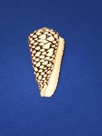 Schelpen, Conus marmoratus, Verzamelen, Mineralen en Fossielen, Ophalen of Verzenden, Schelp(en)