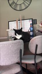 Katten zusjes zoeken een nieuw huisje, Dieren en Toebehoren, Katten en Kittens | Overige Katten, Poes