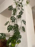 Monstera adonsonii monkey mask stekken, Ophalen of Verzenden, Overige soorten, Minder dan 100 cm