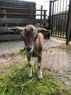 Jonge Toggenburger bokken, Dieren en Toebehoren, Schapen, Geiten en Varkens, Mannelijk, Geit, 0 tot 2 jaar