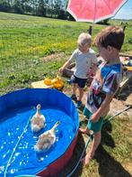 Tamme land ganzen!, Dieren en Toebehoren, Pluimvee, Meerdere dieren, Kip