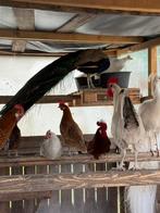 Frieshoen broedeieren, Dieren en Toebehoren, Geslacht onbekend, Kip