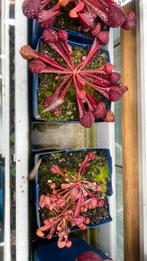 Sarracenia psittacina (vleesetende plant), Ophalen, Zo goed als nieuw
