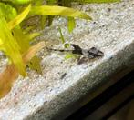 Rineloricaria sp. Colombia, Dieren en Toebehoren, Vis