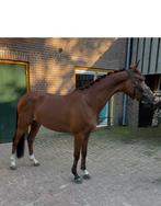 Hele gave 3 jarige welsh D pony zadelmak!, Dieren en Toebehoren, Pony's, Ruin, Zadelmak, D pony (1.37m tot 1.48m), 3 tot 6 jaar