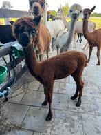 Alpaca merrie., Dieren en Toebehoren, Overige Dieren, September, Vrouwelijk