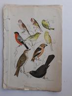 Vogelprent - 1886 "De Vogelwereld. Zeer FRaai, Ophalen of Verzenden
