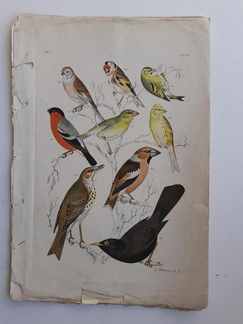 Vogelprent - 1886 "De Vogelwereld. Zeer FRaai, Antiek en Kunst, Kunst | Etsen en Gravures, Ophalen of Verzenden