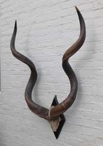 Grote oude schedel KUDU ANTILOPE op zwart houten schild (G), Ophalen, Gebruikt, Wild dier, Schedel